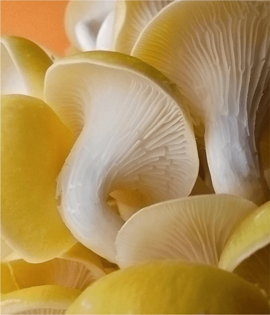 Redmi Note 13 Redmi Note 13